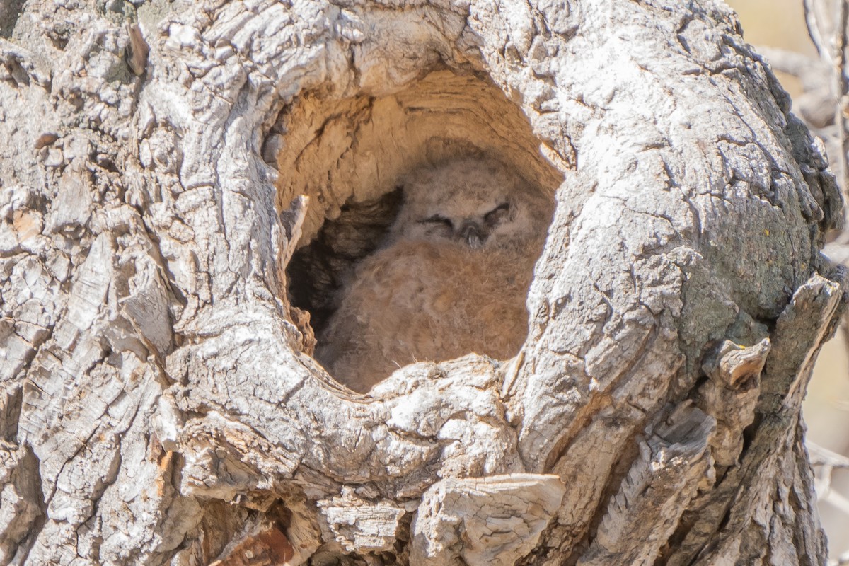 Great Horned Owl - ML559729551