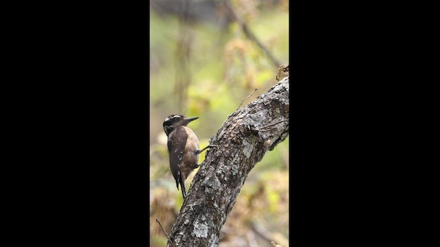 Hairy Woodpecker - ML559731151