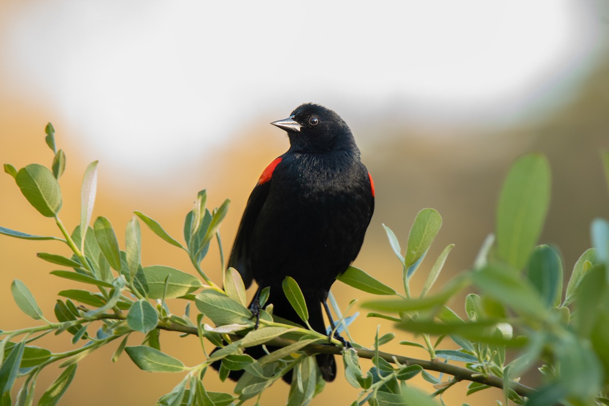 Red-winged Blackbird - ML559731751