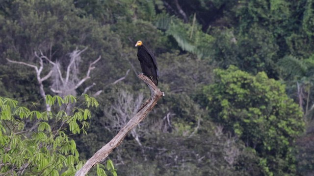 Greater Yellow-headed Vulture - ML559733451
