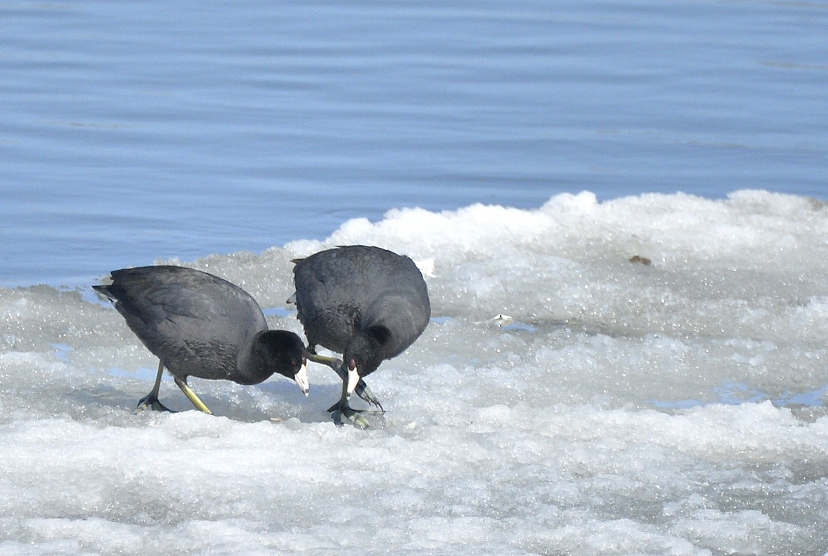 American Coot (Red-shielded) - ML559733901