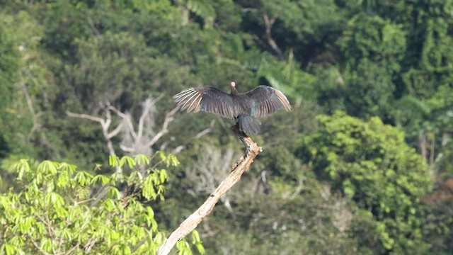 Greater Yellow-headed Vulture - ML559733951