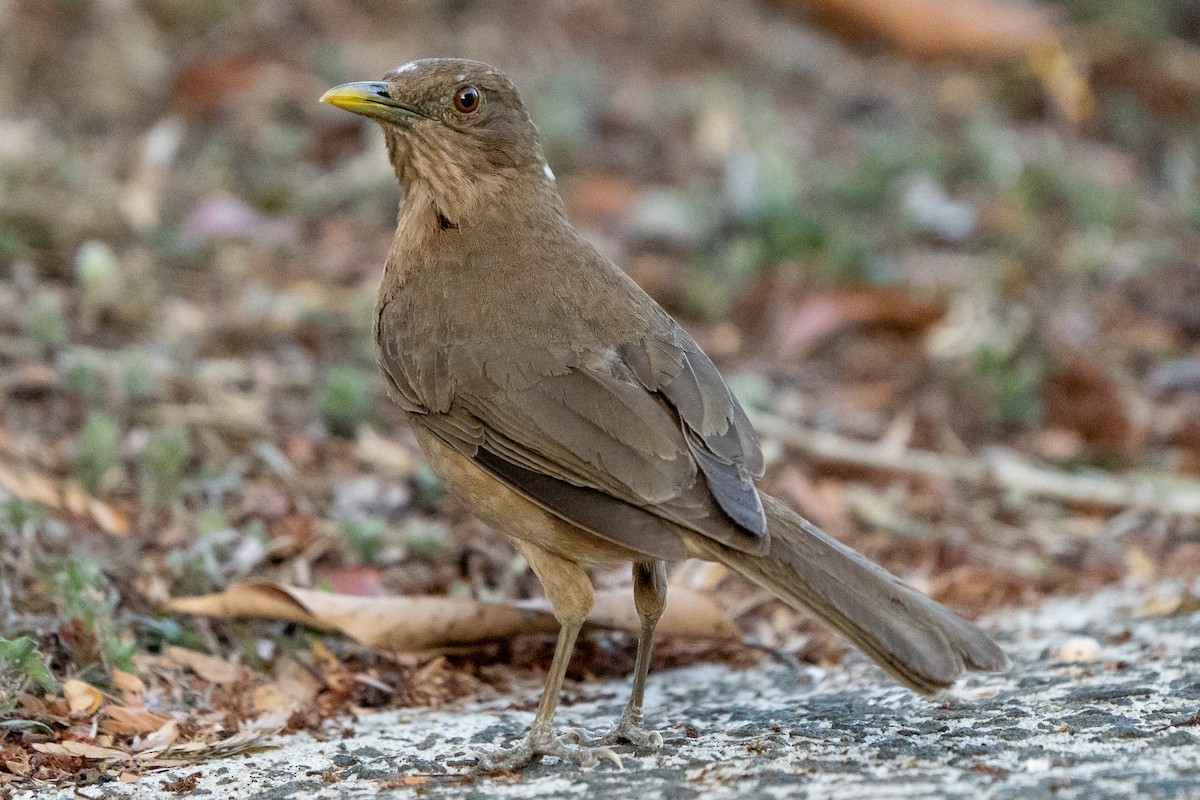 Clay-colored Thrush - Anthony Batista