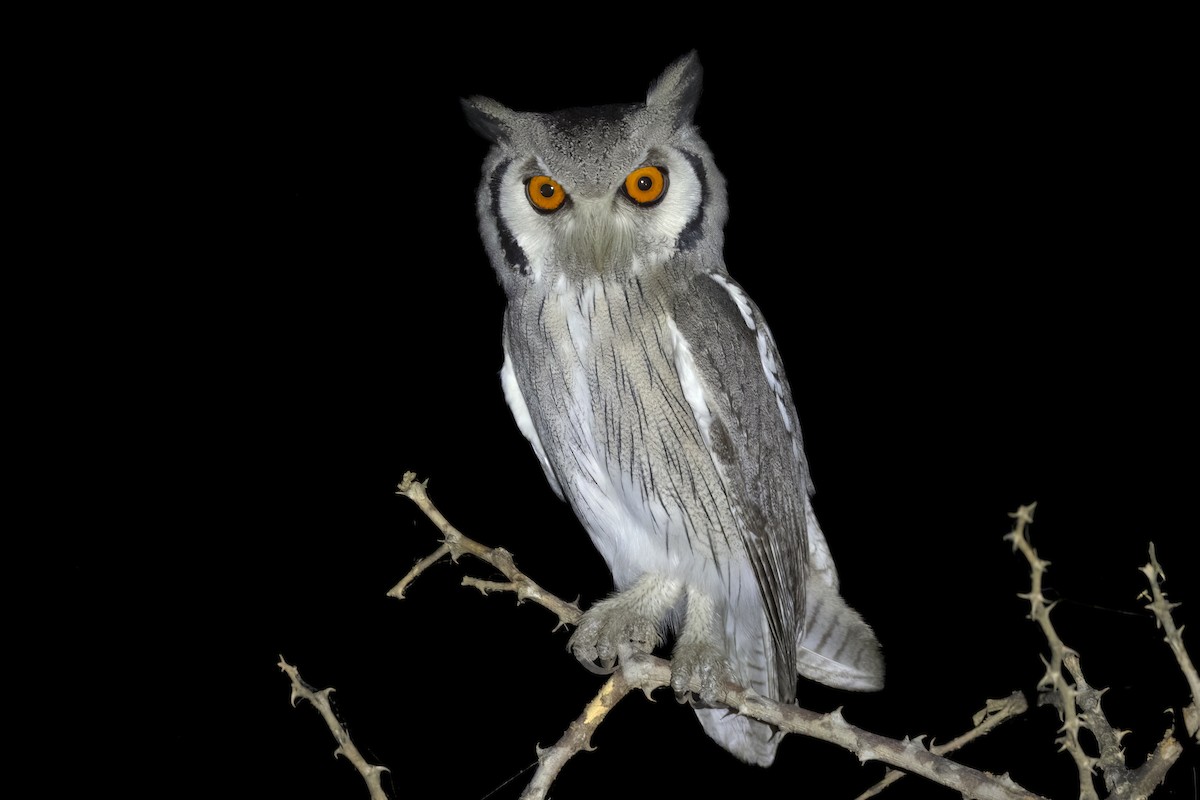 Northern White-faced Owl - ML559735281