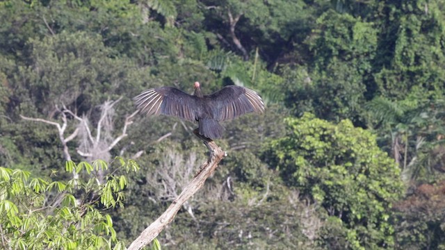 Greater Yellow-headed Vulture - ML559735551