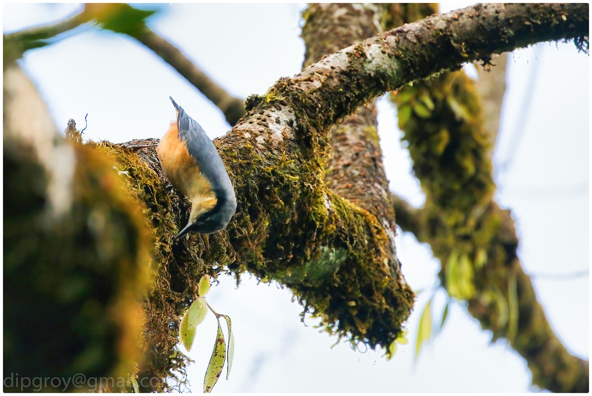 White-tailed Nuthatch - Diptesh Ghosh Roy