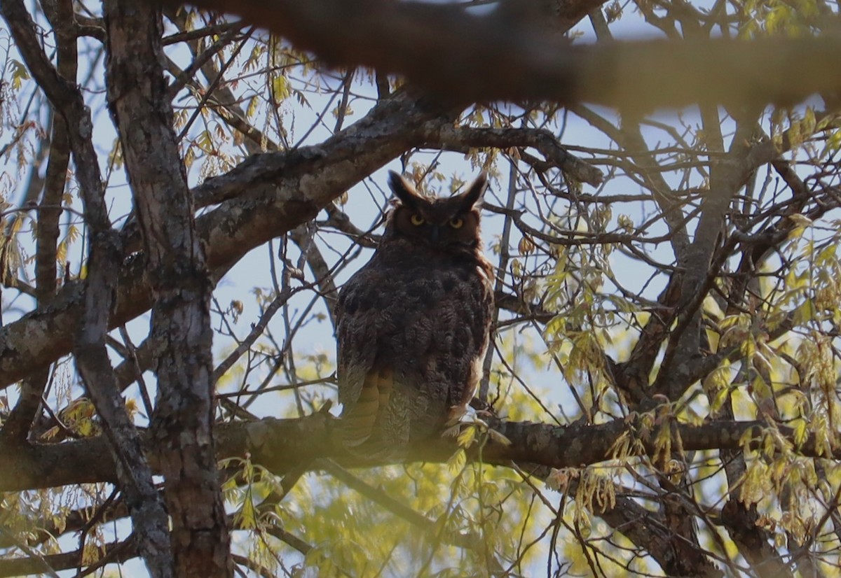 Great Horned Owl - Bruce Schuette
