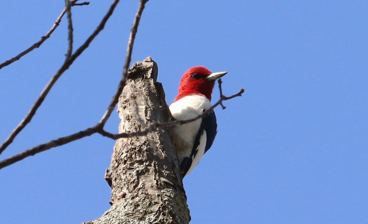 Red-headed Woodpecker - Bruce Schuette