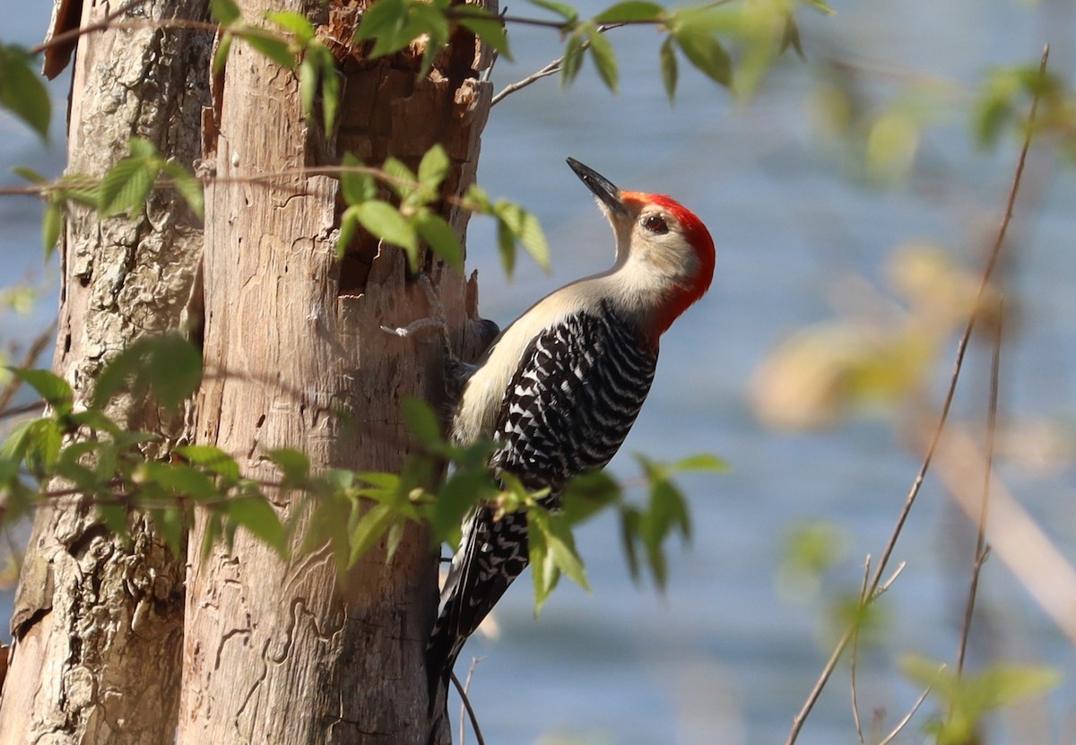 Red-bellied Woodpecker - ML559743221
