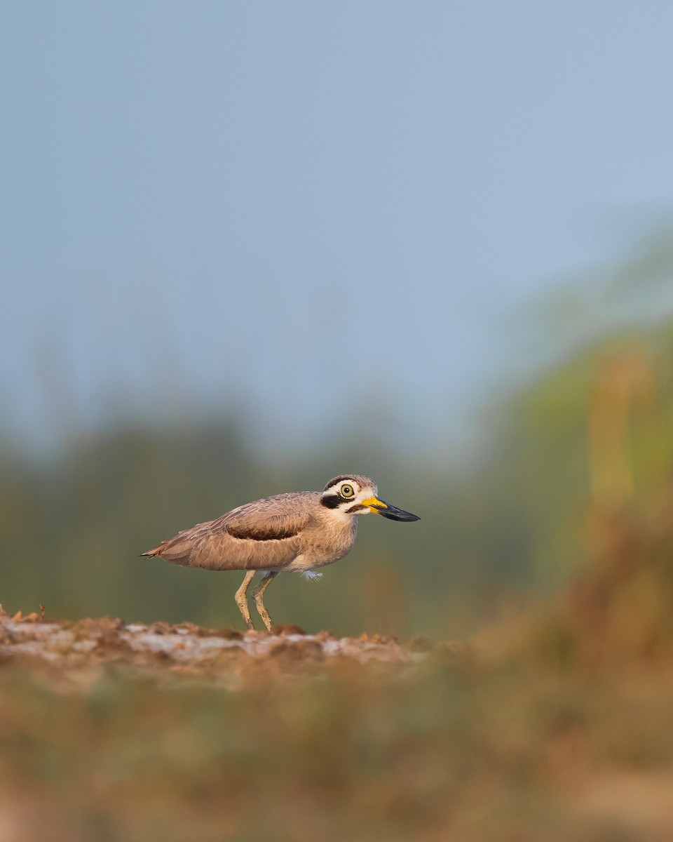 Great Thick-knee - ML559743331