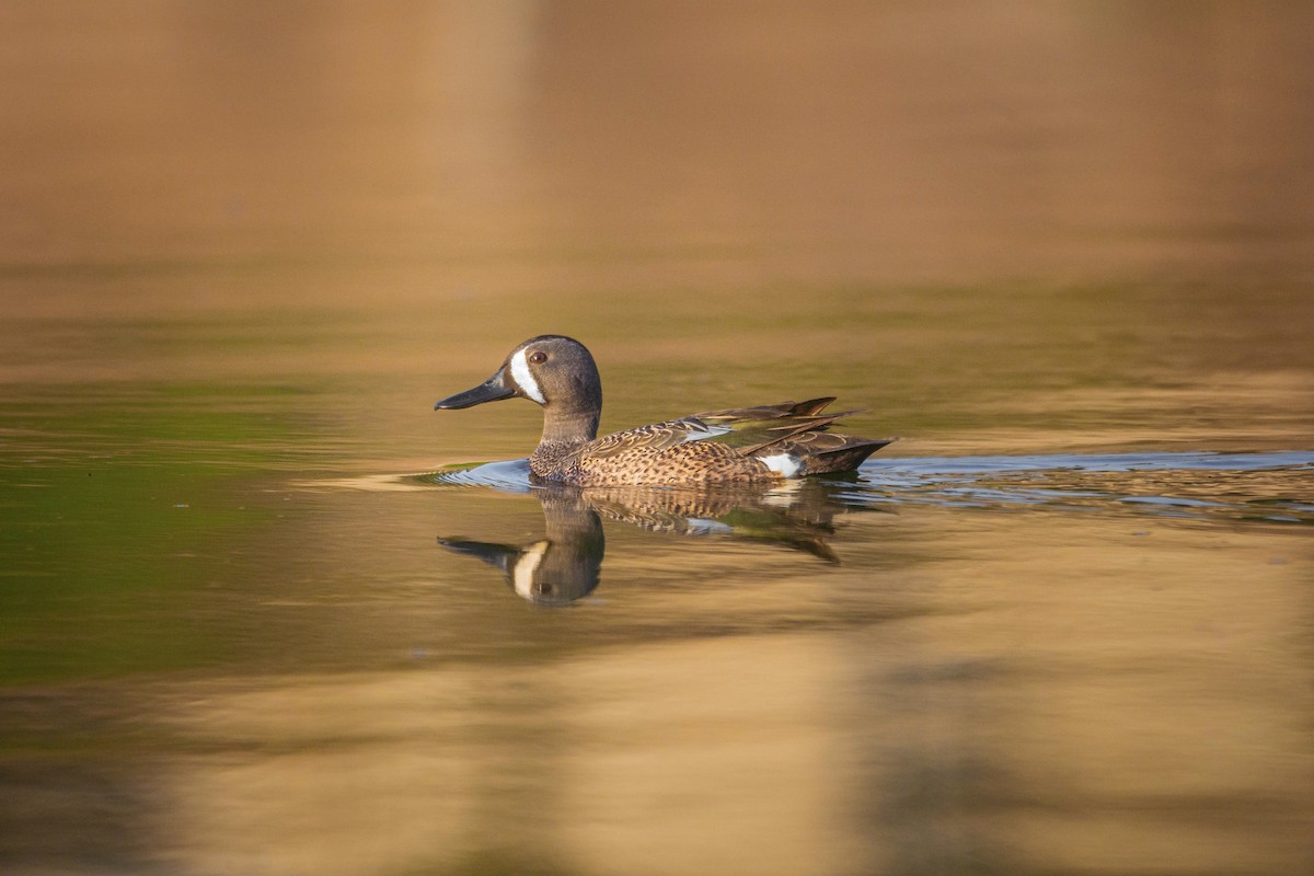 Blue-winged Teal - ML559746611