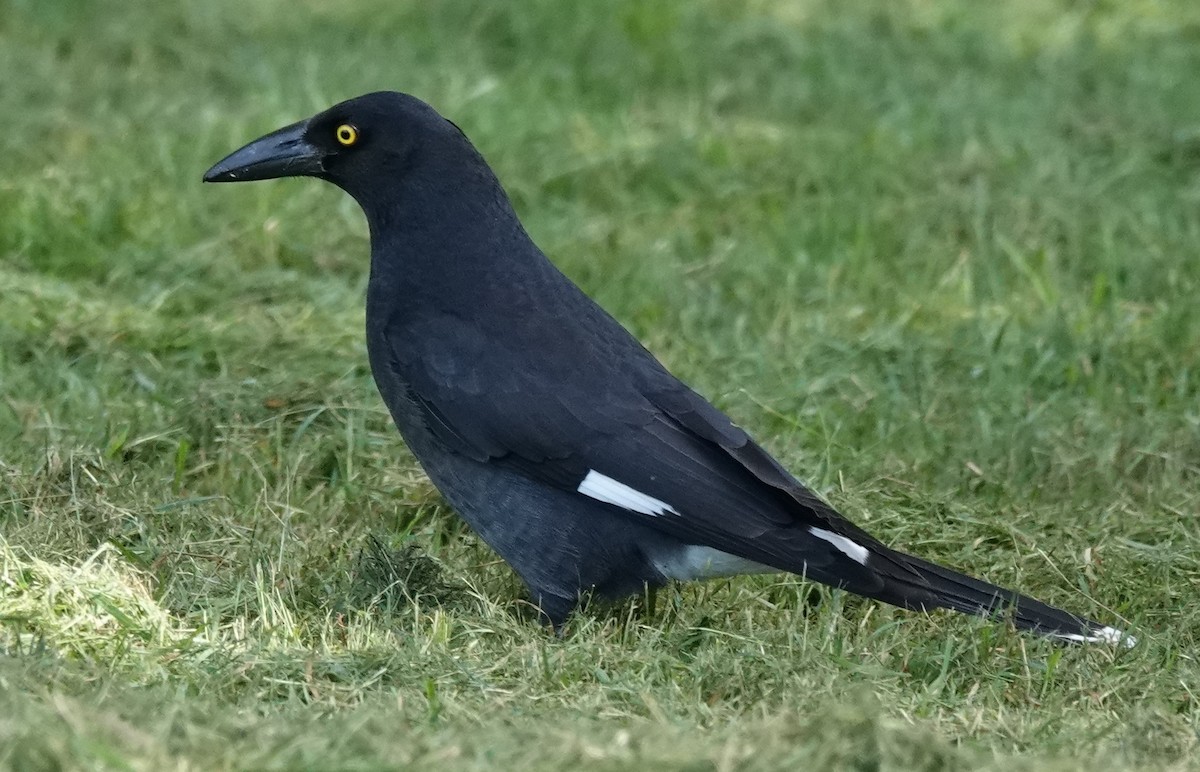 Pied Currawong - ML559748991