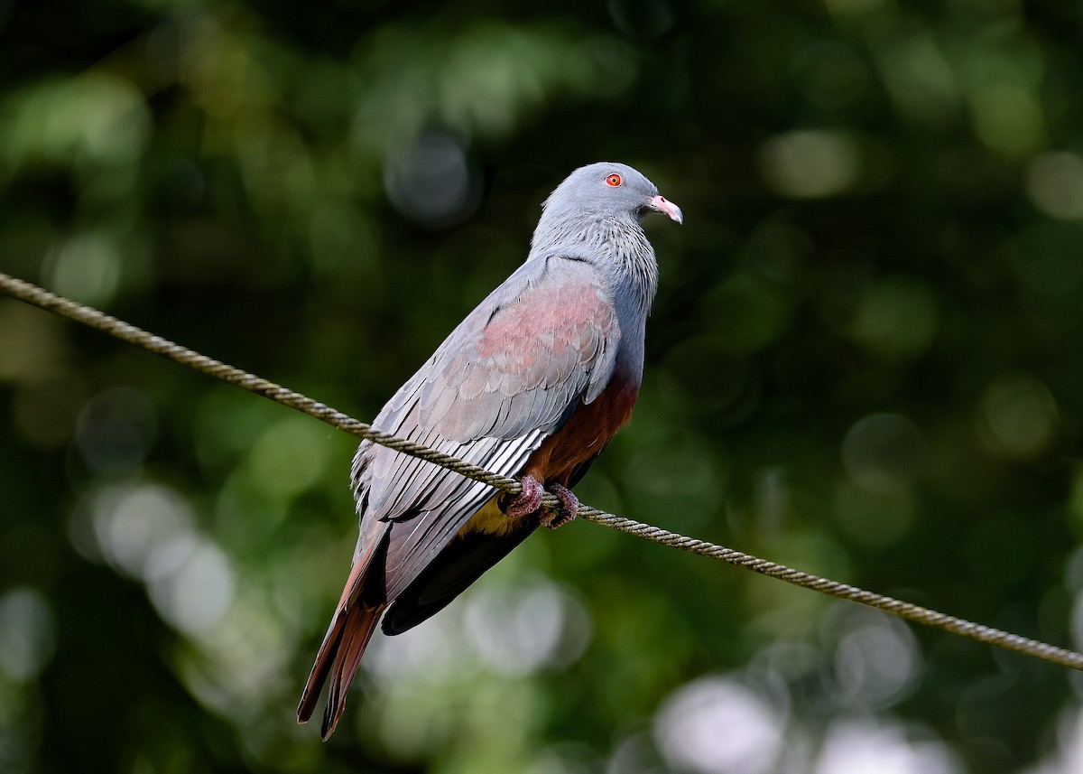 New Caledonian Imperial-Pigeon - ML559749691