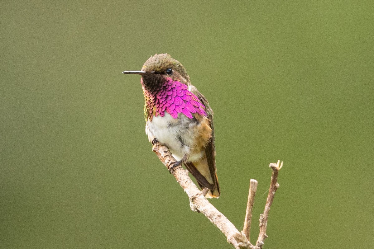 Wine-throated Hummingbird - Eric VanderWerf