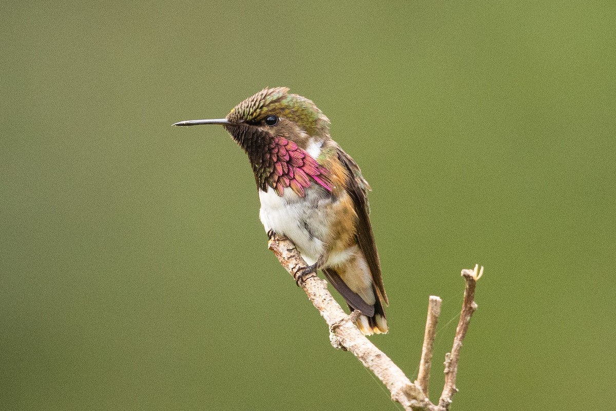 Wine-throated Hummingbird - ML559749761