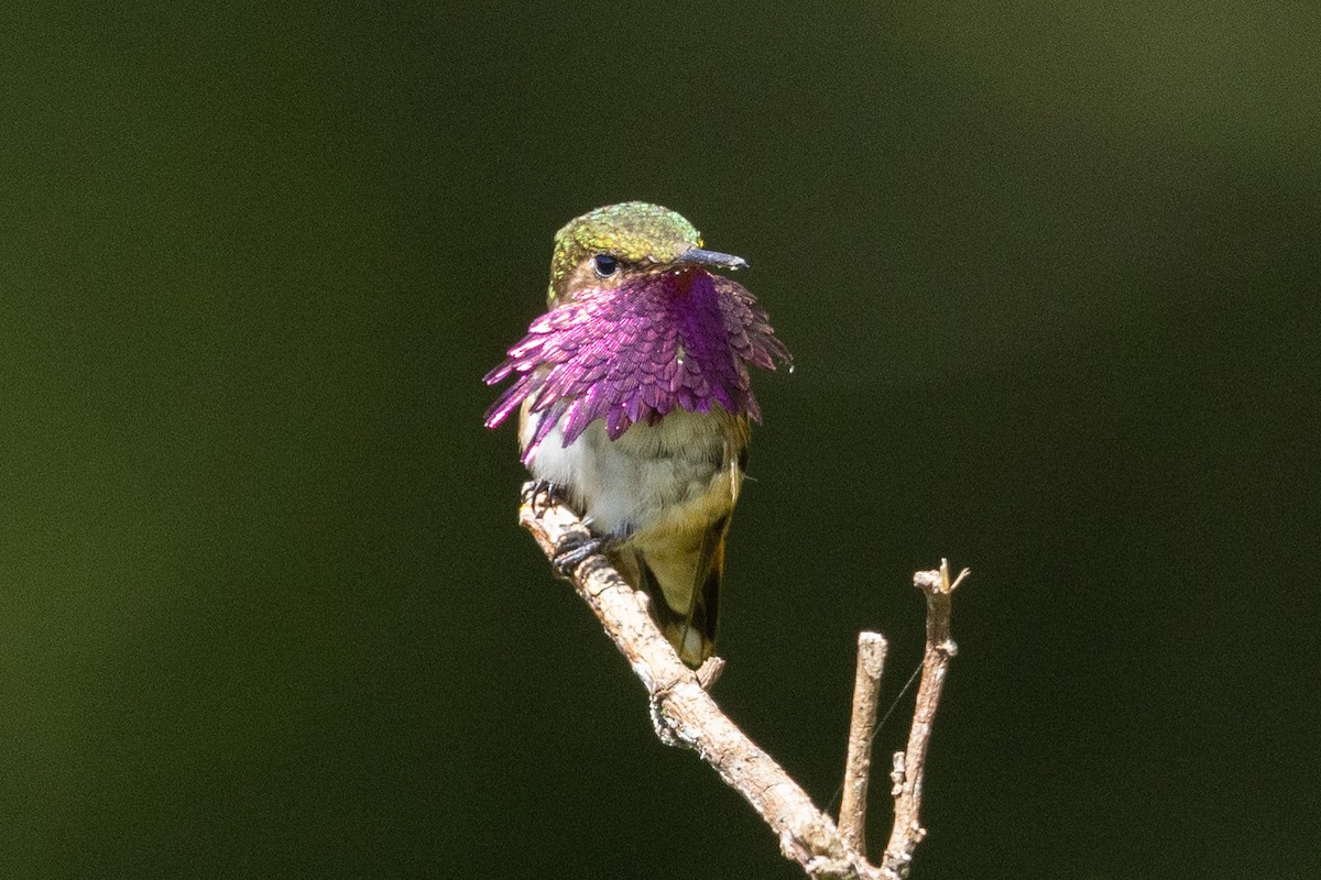 Wine-throated Hummingbird - ML559751051