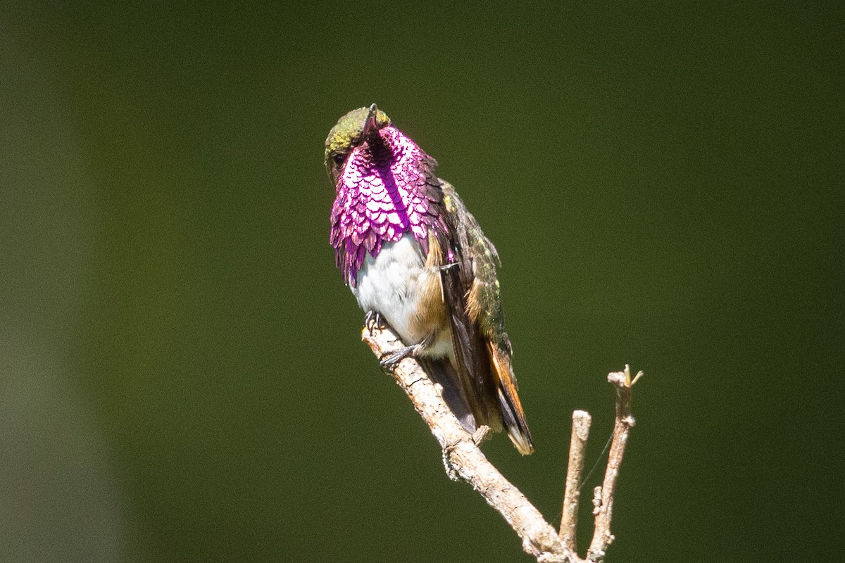 Wine-throated Hummingbird - ML559751071