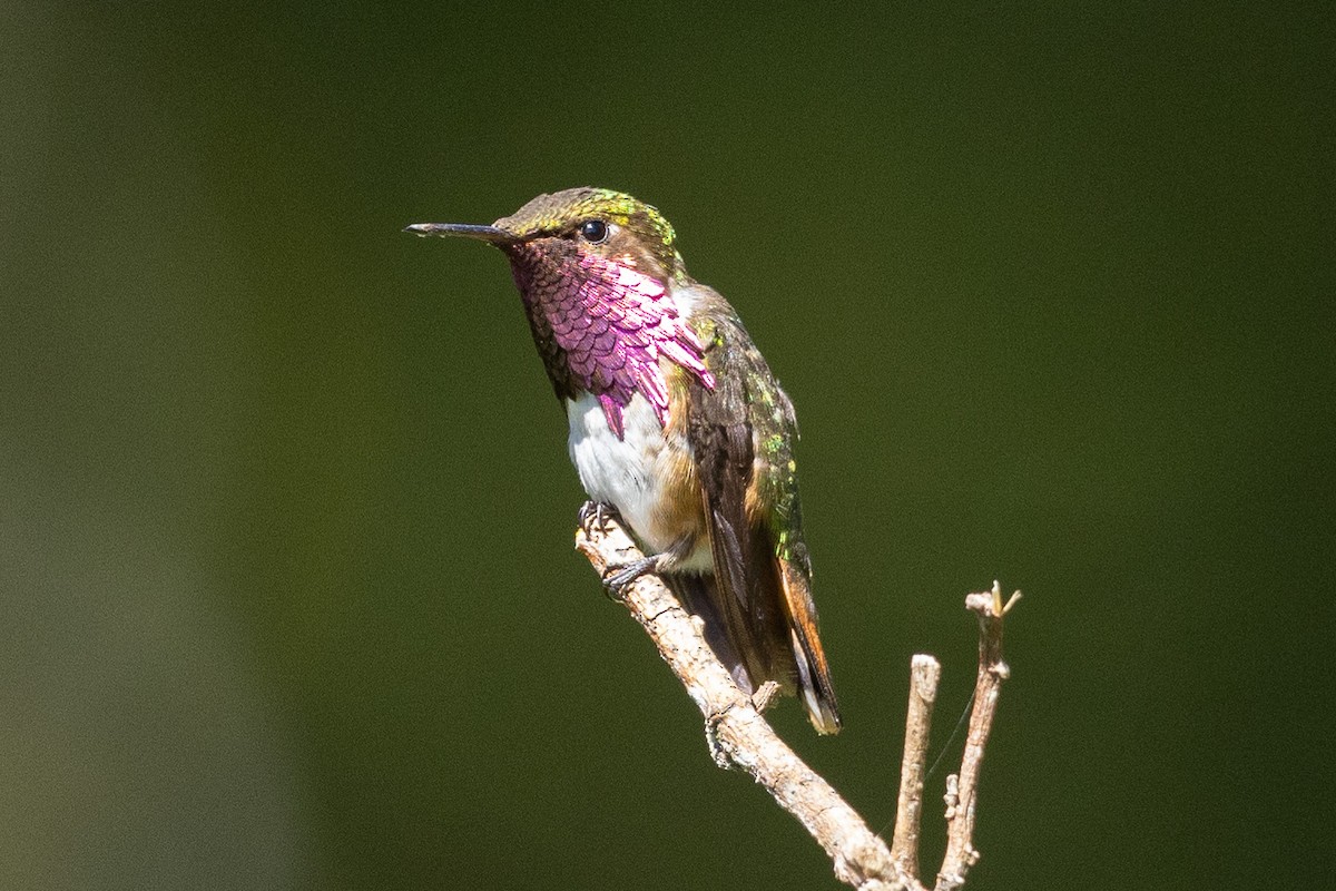 Wine-throated Hummingbird - ML559751121