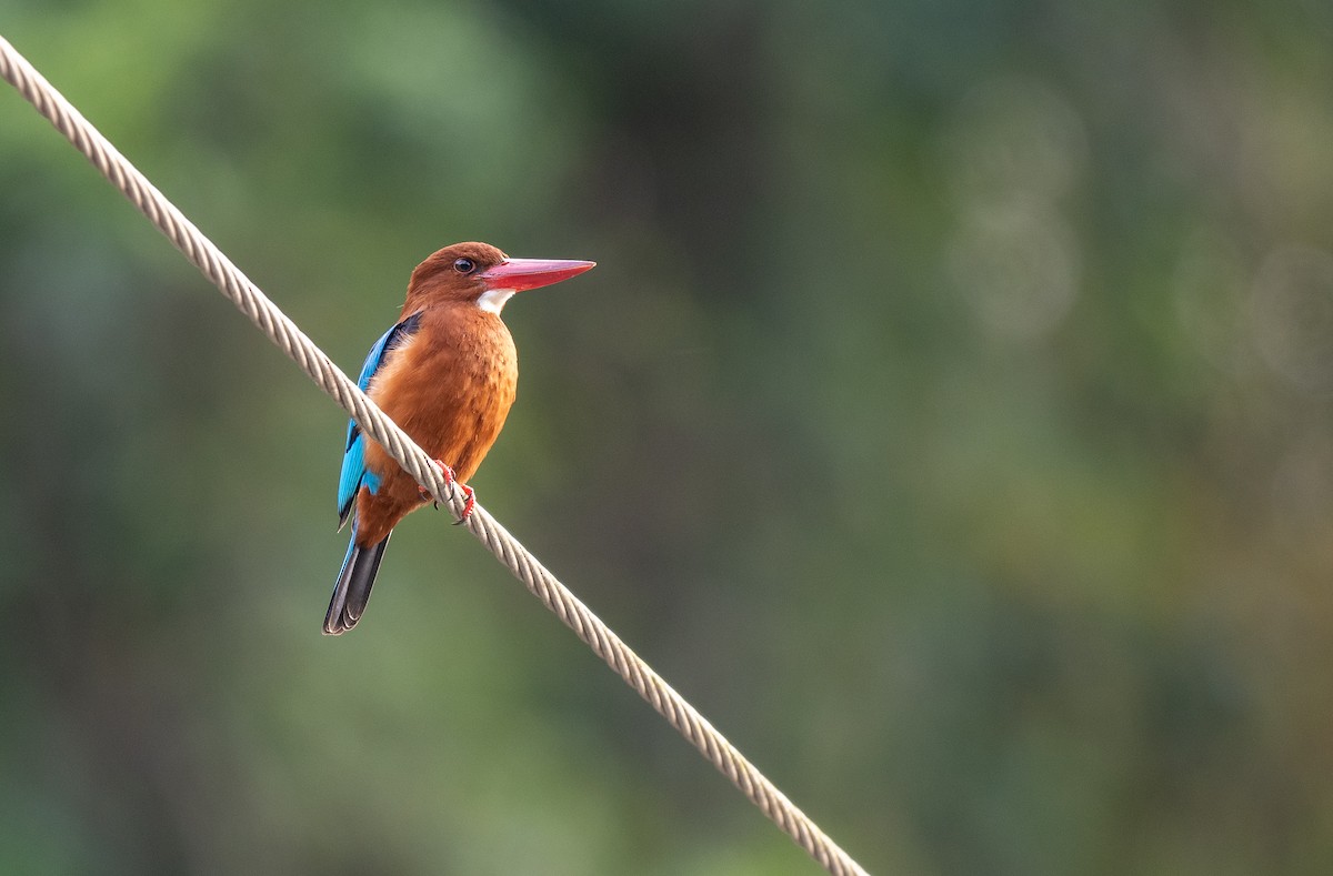 Brown-breasted Kingfisher - ML559753731