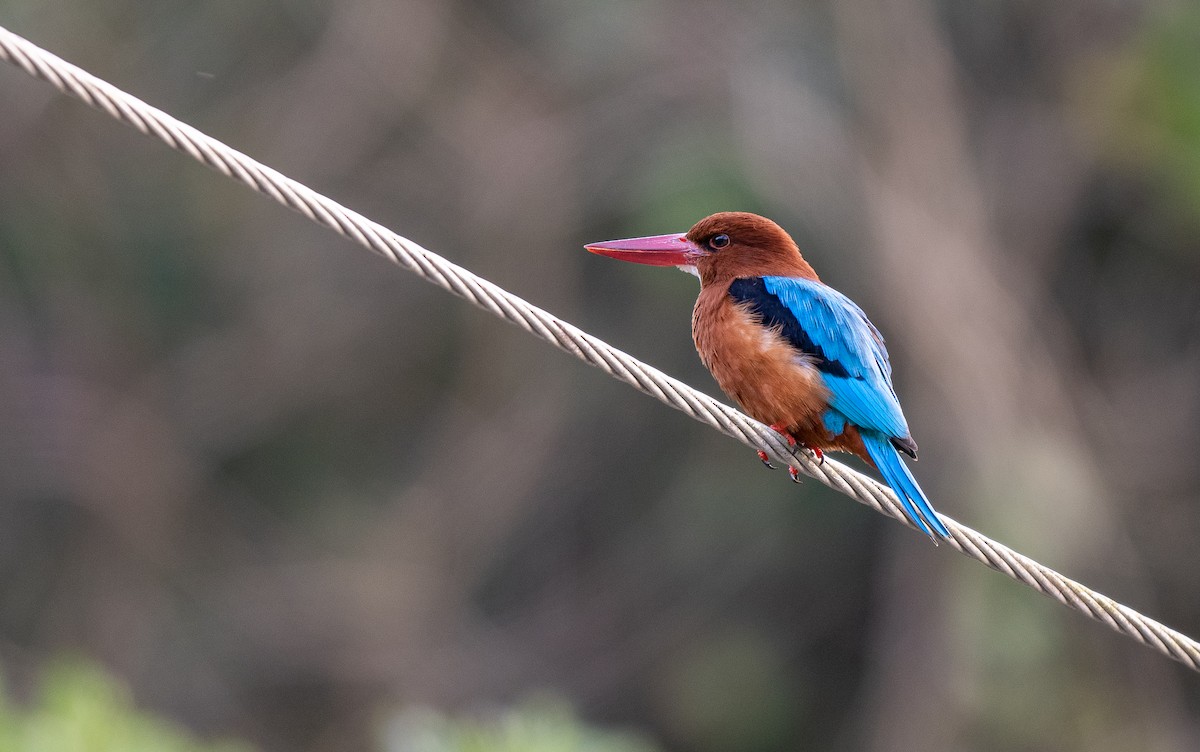 Brown-breasted Kingfisher - ML559753741