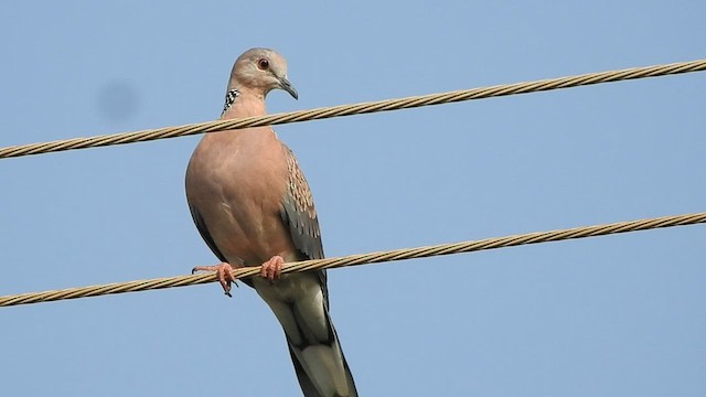 Spotted Dove - ML559754801