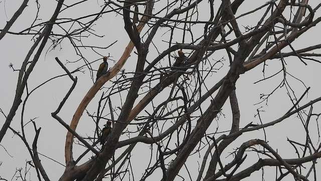 White-naped Woodpecker - ML559754951
