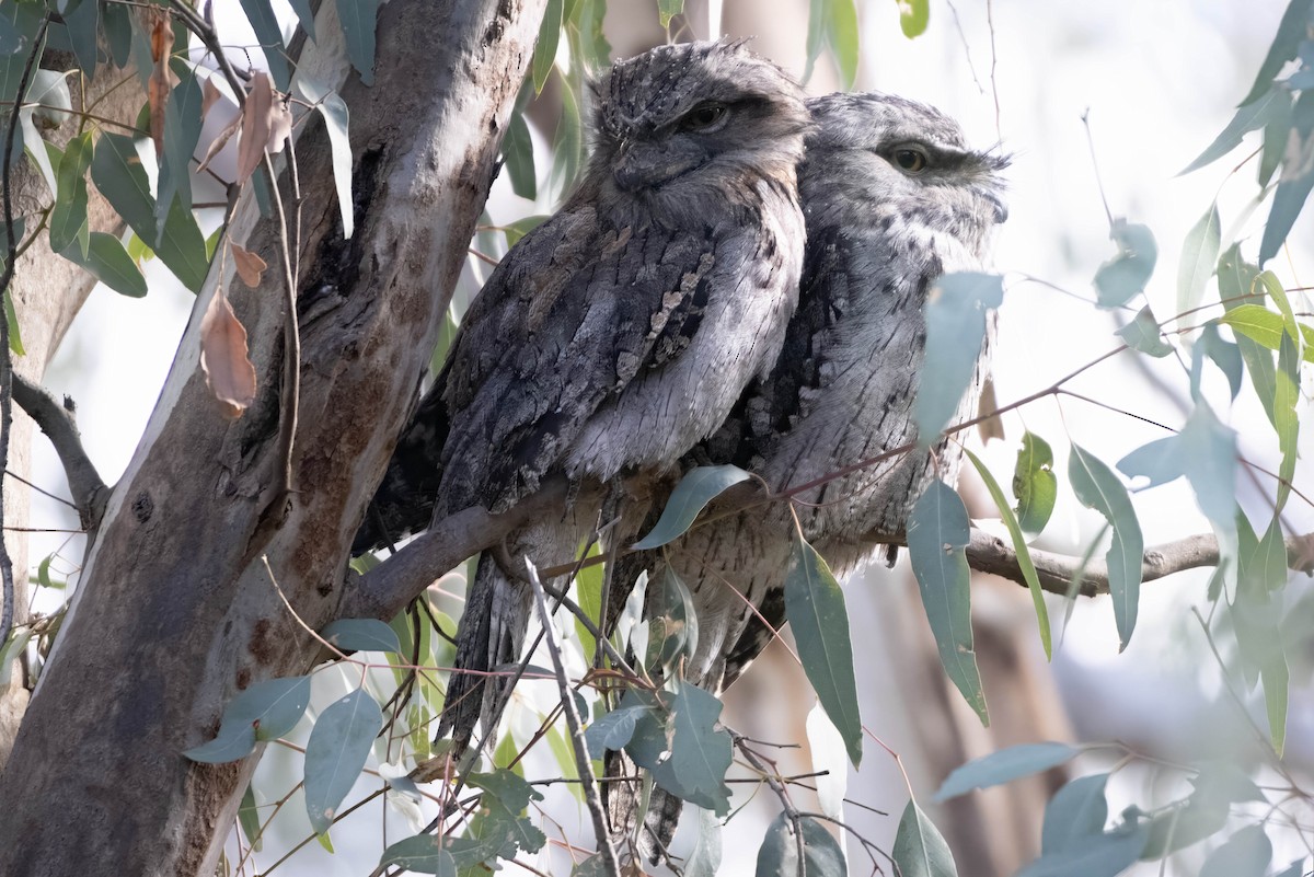 Tawny Frogmouth - Pat and Denise Feehan