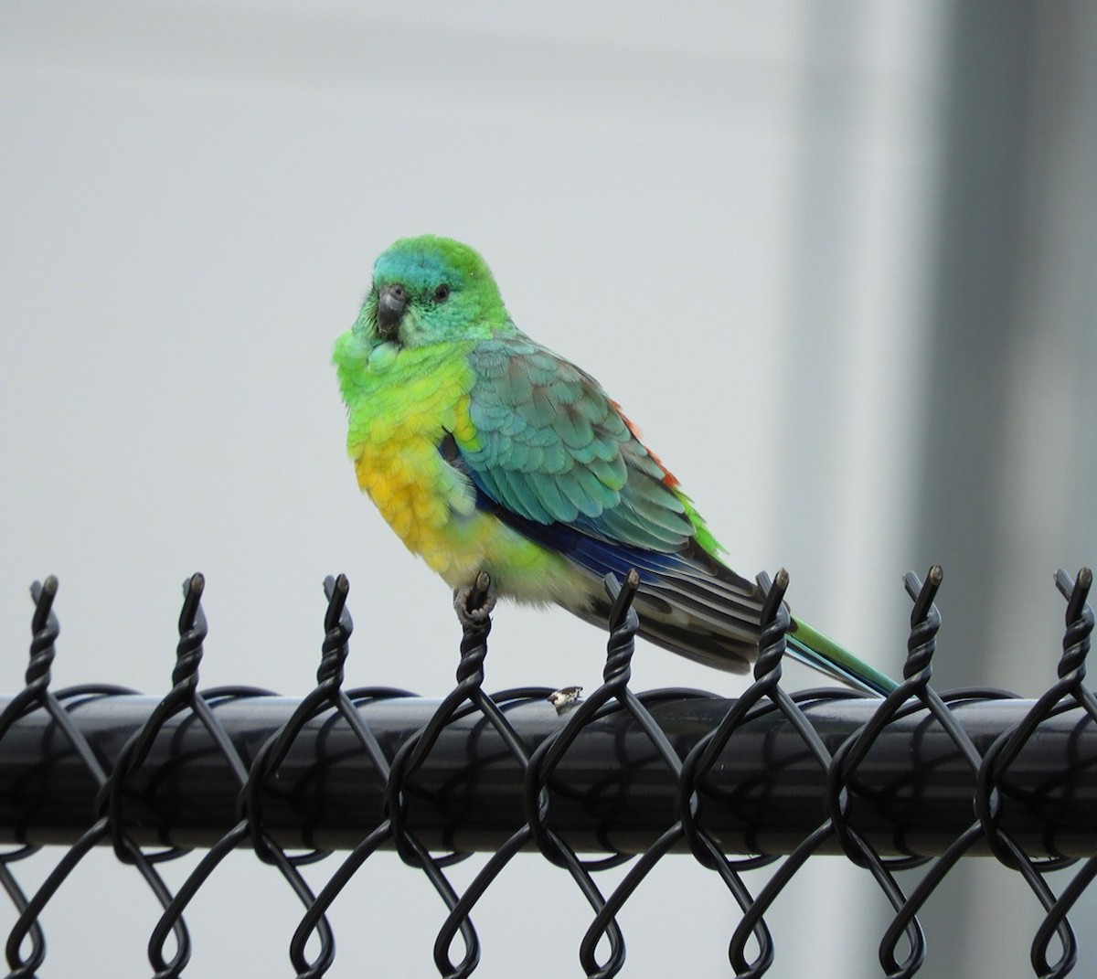 Red-rumped Parrot - ML559761151
