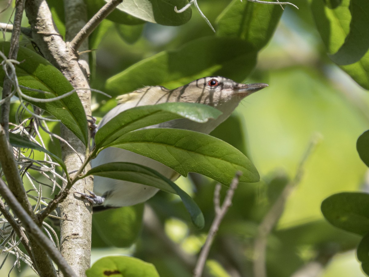 Red-eyed Vireo - ML559762061