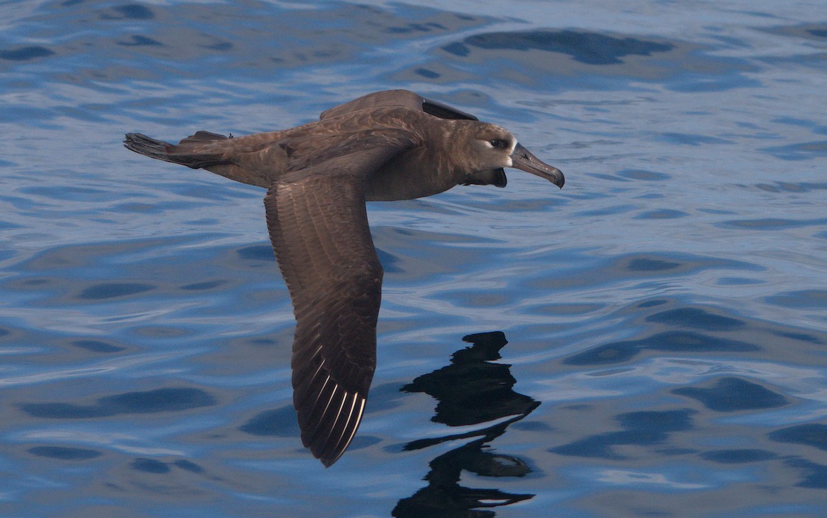 albatros černonohý - ML559762431