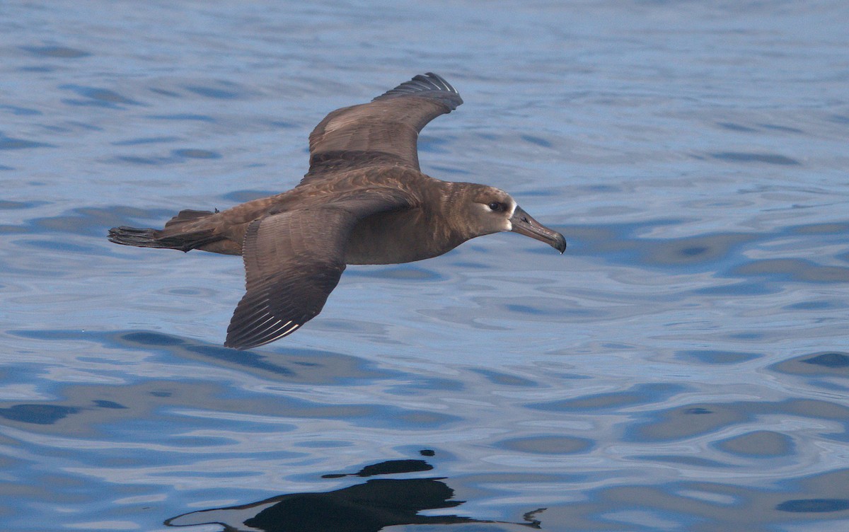 albatros černonohý - ML559762451