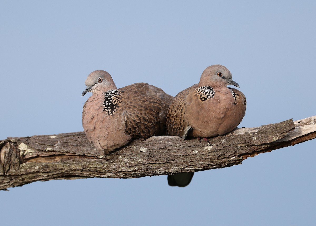 Spotted Dove - ML559768431
