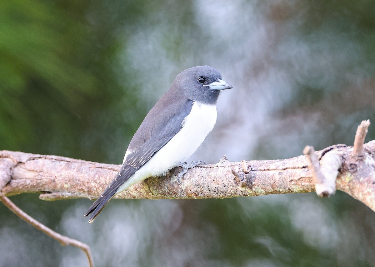 White-breasted Woodswallow - ML559768541