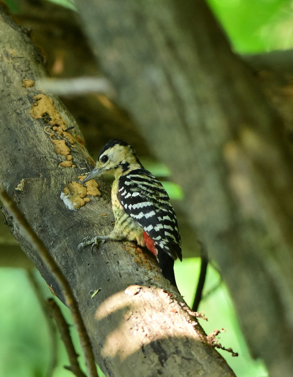Fulvous-breasted Woodpecker - Ajoy Kumar Dawn