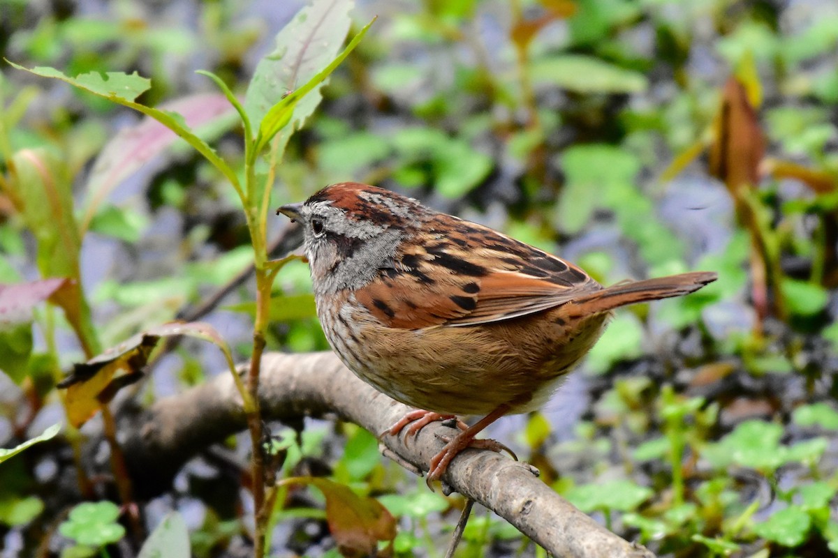 Swamp Sparrow - Kiel Okal