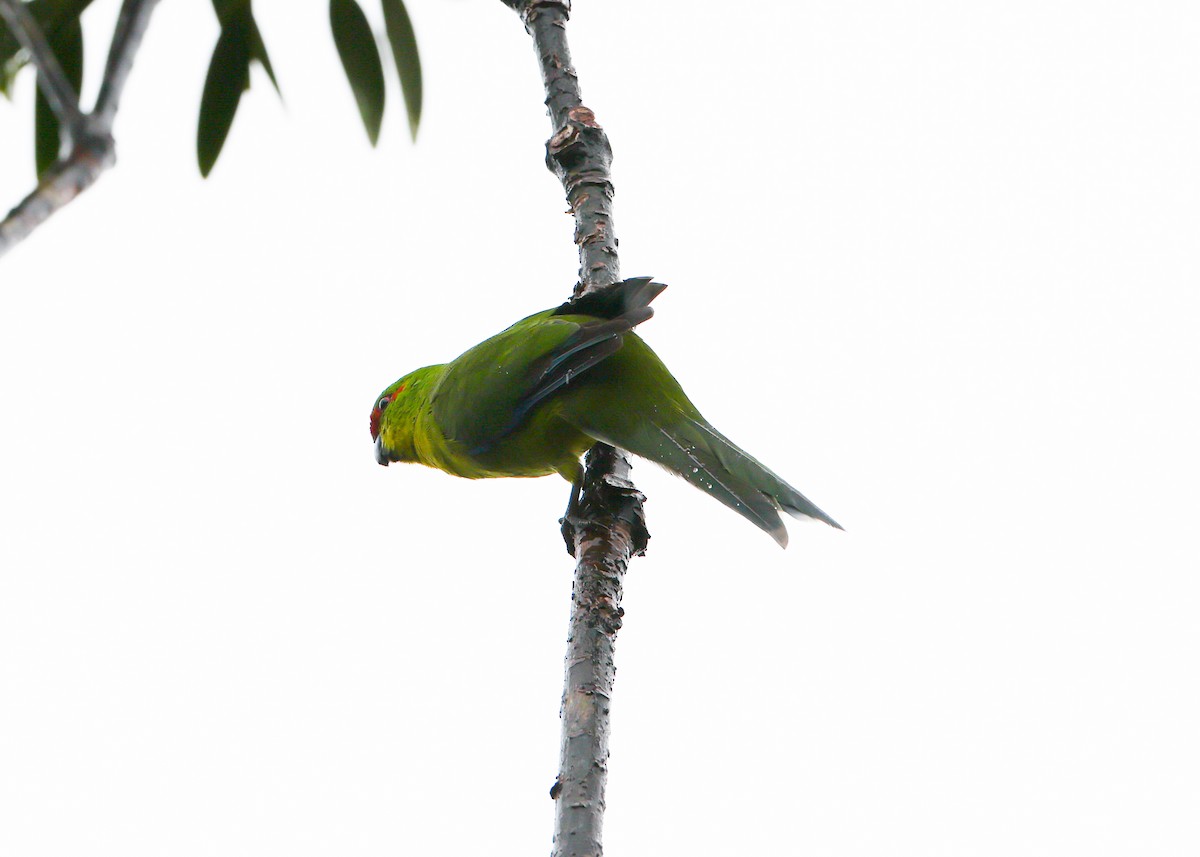New Caledonian Parakeet - Martin Allen