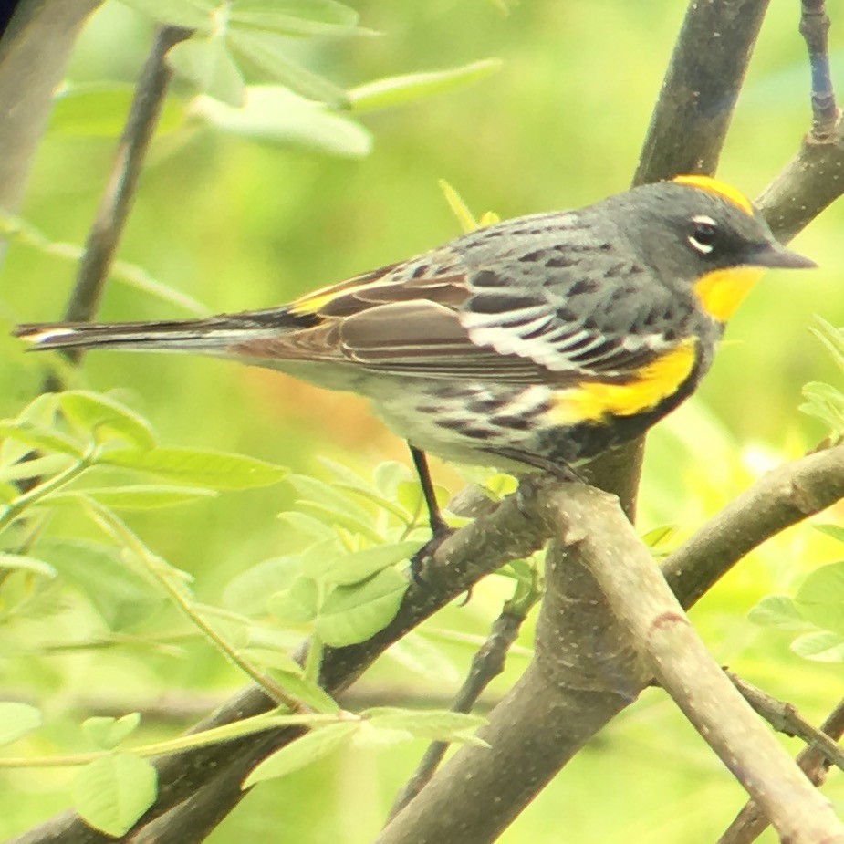 Yellow-rumped Warbler - Cody Smith