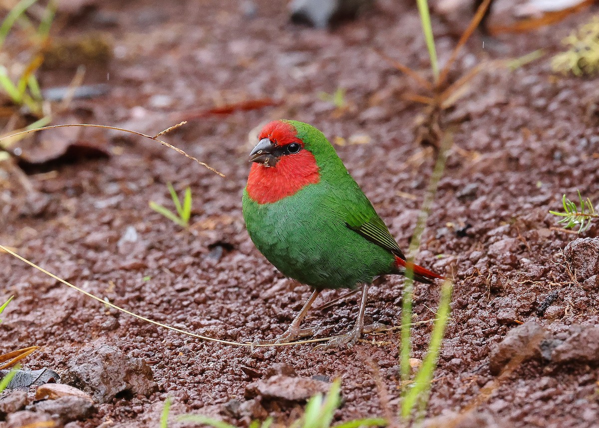 Red-throated Parrotfinch - ML559772221