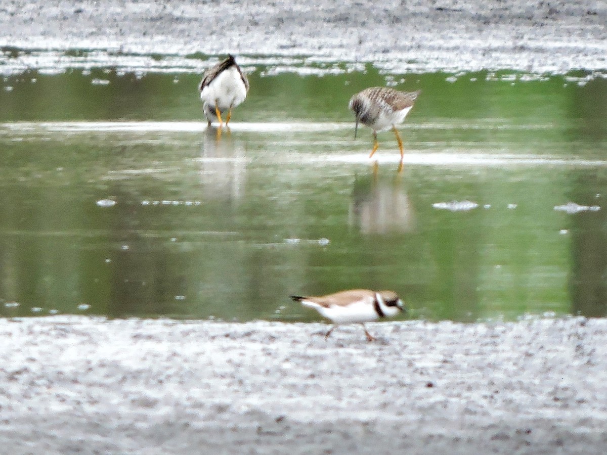 Semipalmated Plover - ML55977401
