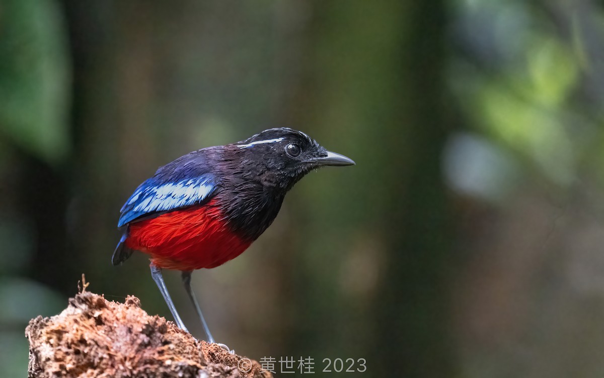Black-crowned Pitta - Shigui Huang