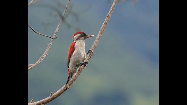 Scarlet-backed Woodpecker - ML559776251