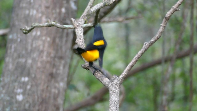 Yellow-rumped Cacique - ML559777621