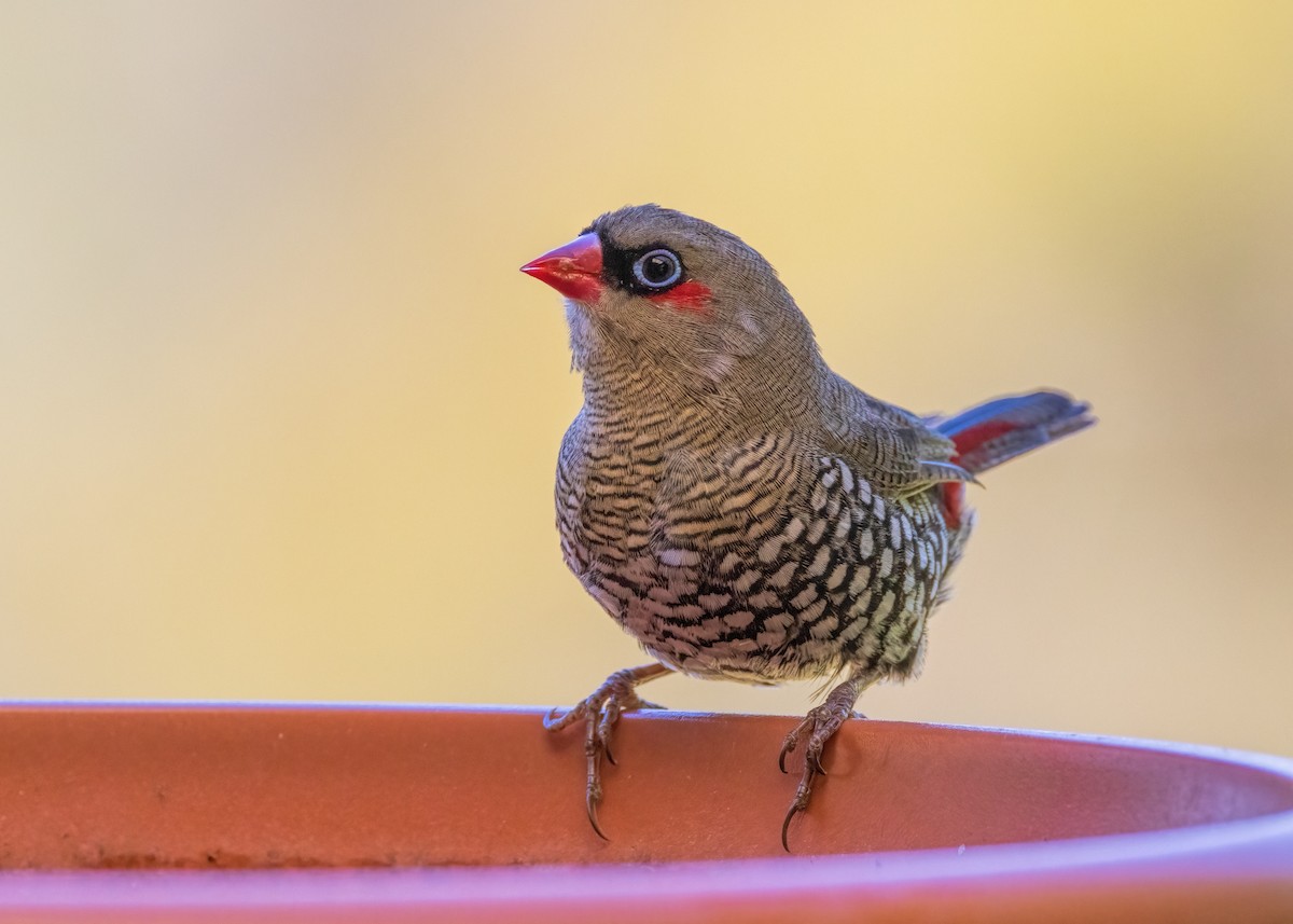 Red-eared Firetail - ML559778091