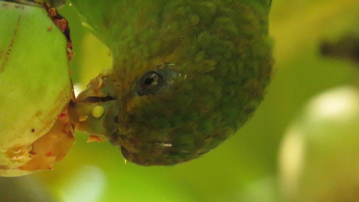 Golden-tailed Parrotlet - ML559778401