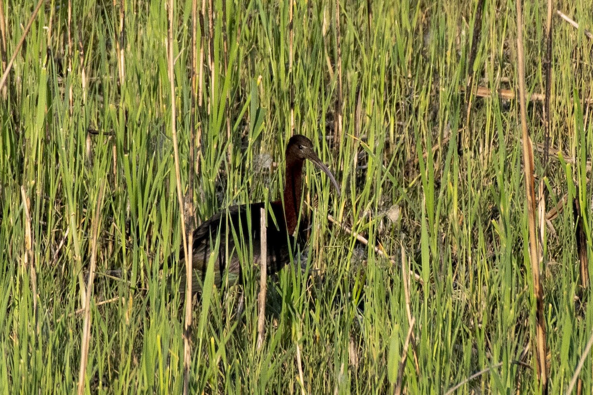 ibis hnědý - ML559779001