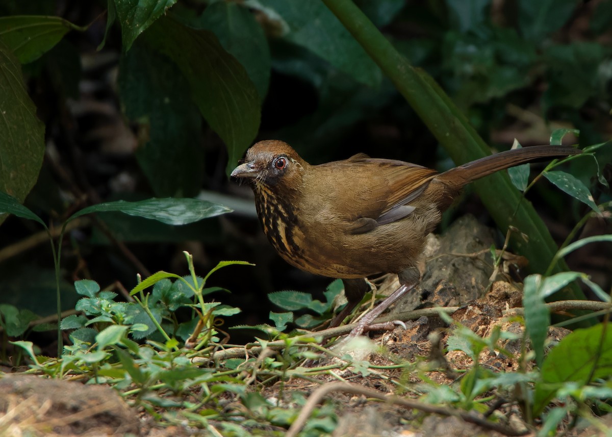 Spot-breasted Laughingthrush - ML559782991