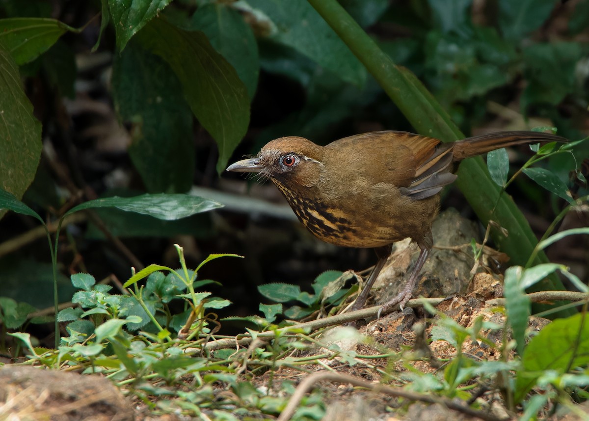Spot-breasted Laughingthrush - ML559783001