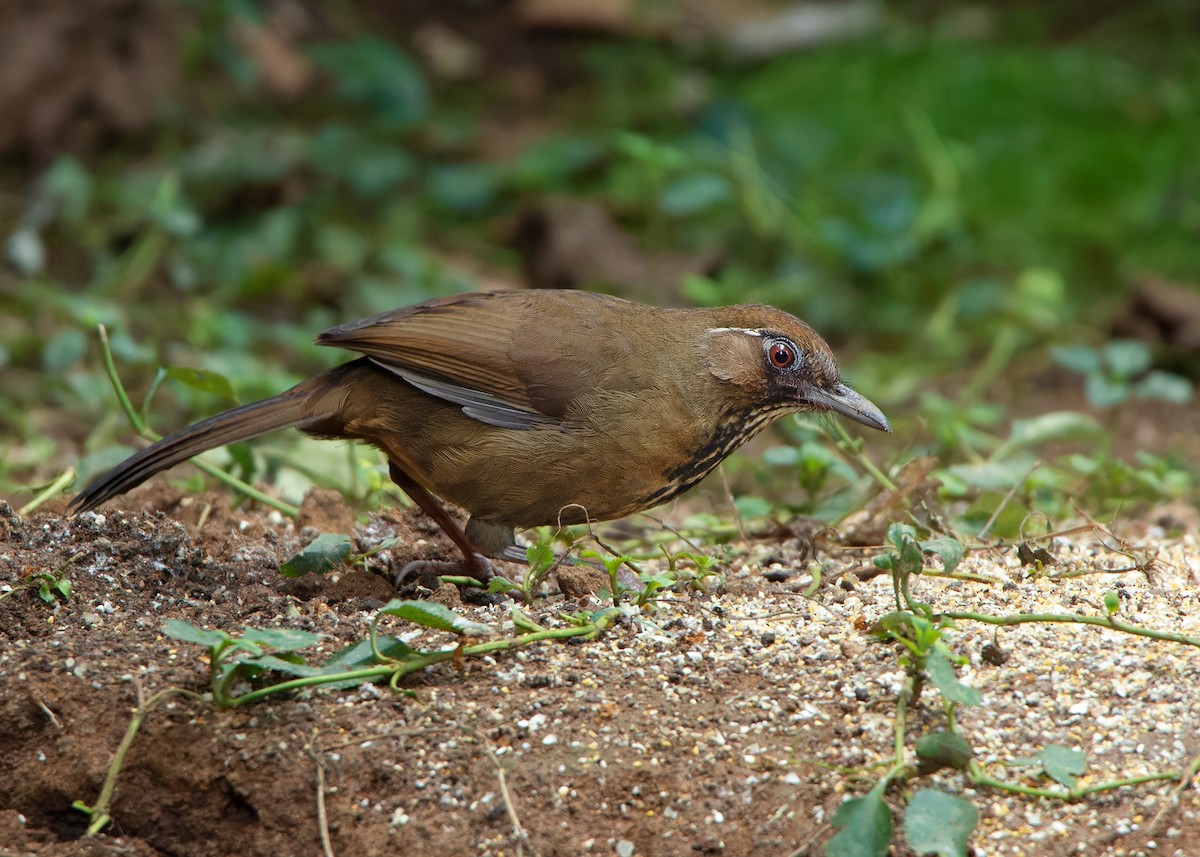 Spot-breasted Laughingthrush - ML559783021