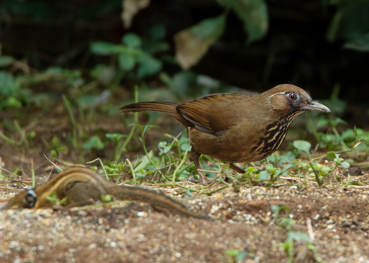 Spot-breasted Laughingthrush - ML559783041
