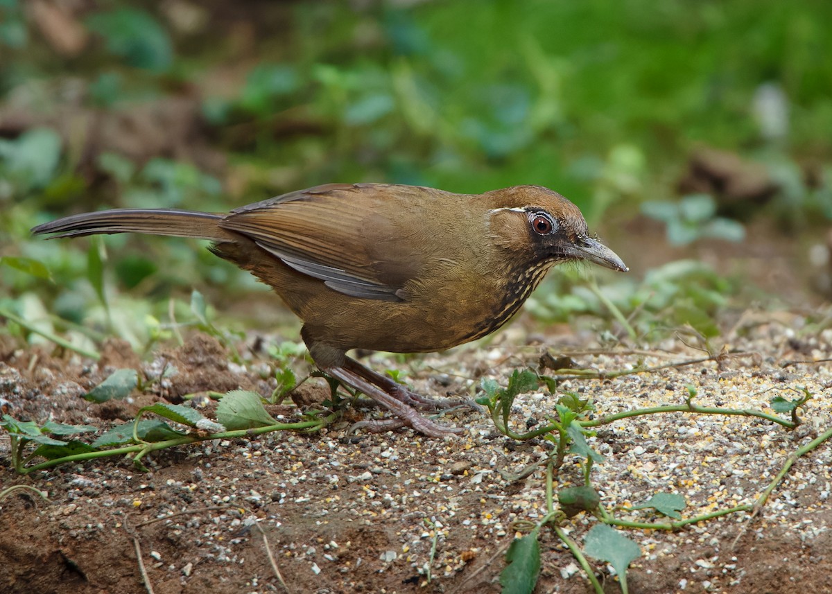 Spot-breasted Laughingthrush - ML559783051